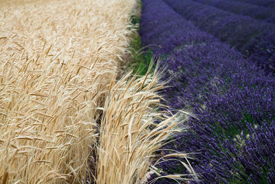 Close-up of plants growing on field