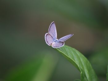 Close-up of butterfly on plant