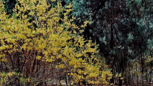 Full frame shot of trees