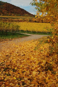 Scenic view of field