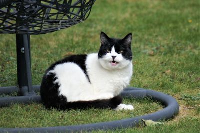 Portrait of a cat on grass