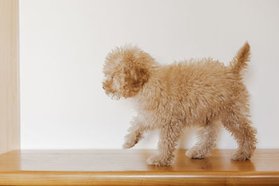 Dog standing on hardwood floor