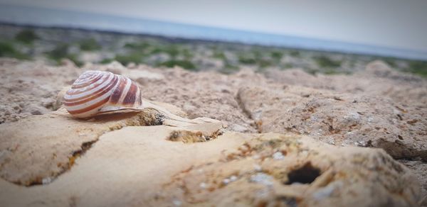 Close-up of snail on beach