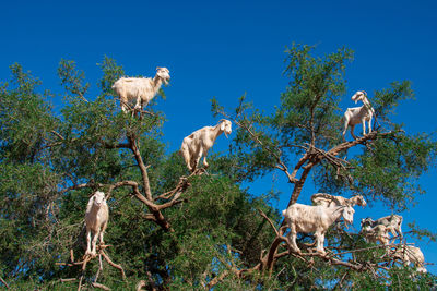 Low angle view of goats tree