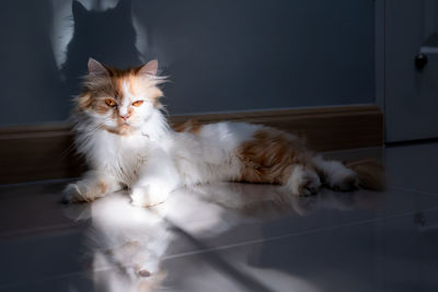 White cat lying on floor at home