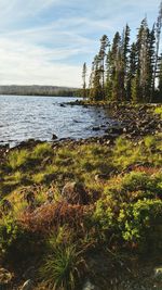 Lake with trees in background