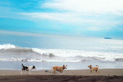 View of dogs on beach