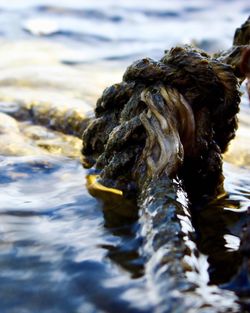 Close-up of fish in water