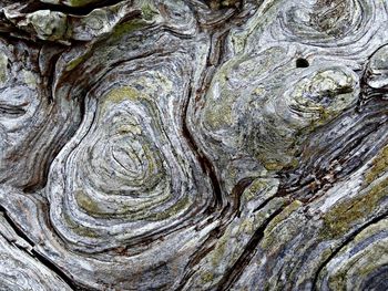 Close-up of tree trunk