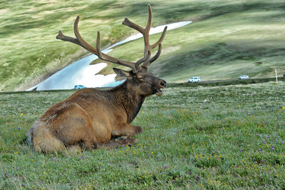 Deer in a field