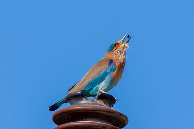 Low angle view of bird perching against clear blue sky