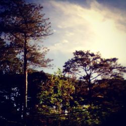 Low angle view of trees against sky