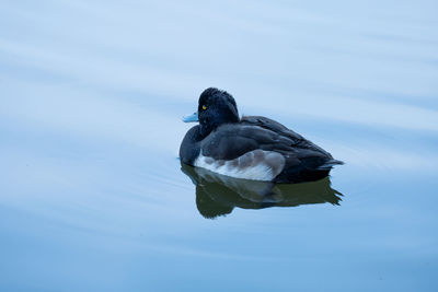 Duck swimming in a lake
