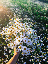 Close-up of hand holding daisies over plants in summer