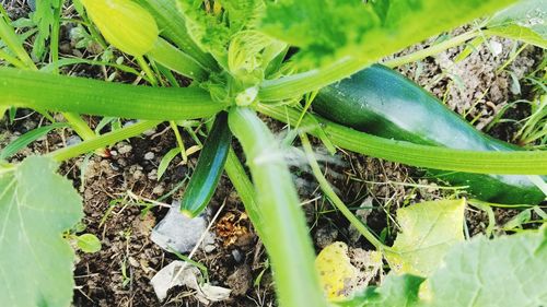High angle view of plants