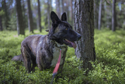 Dog in a forest