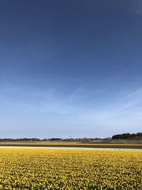 Scenic view of field against blue sky