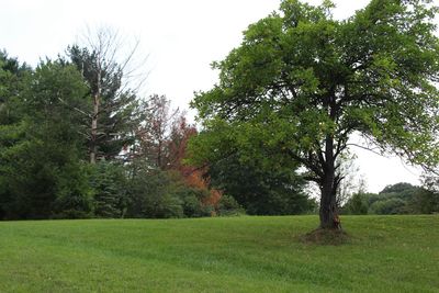 Trees in park