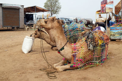 Camel in pushkar, rajasthan, india