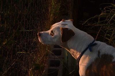 Close-up of dog in the yard