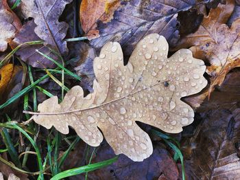 High angle view of raindrops on maple leaf