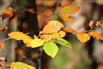 Close-up of autumnal leaves