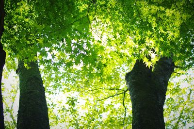 Low angle view of trees in forest