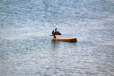 Black bird in blue water.