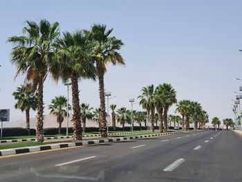 Palm trees on street against clear sky