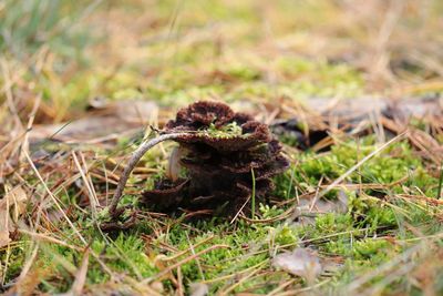 Close-up of pine cone on field