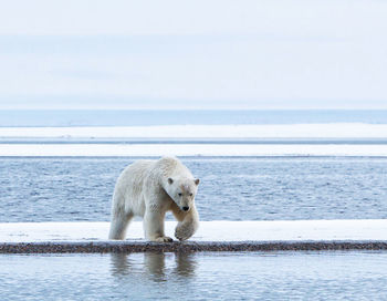 White bear 