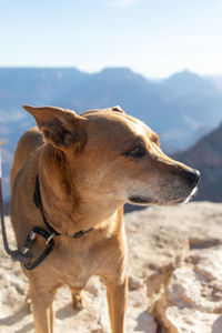 Close-up of a dog looking away