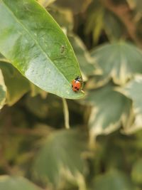 Close-up of ladybug on leaf