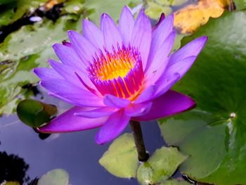 Close-up of pink water lily