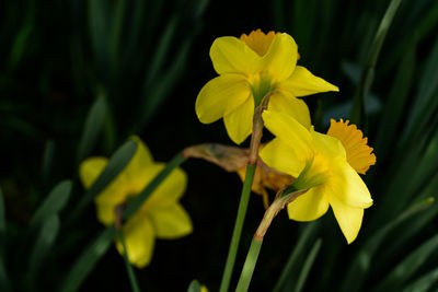 flowering plant