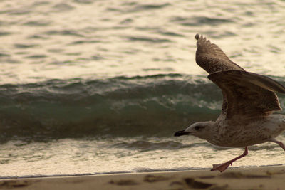 Close-up of seagull on beach