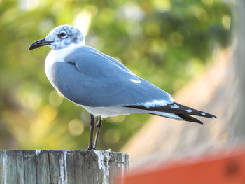 Close-up of bird perching on wooden post