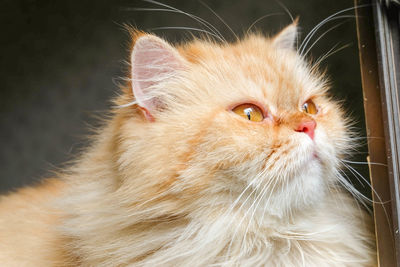 Close-up of a cat looking away