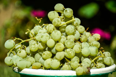 A beautiful photograph of a bunch of fresh grapes in a basket.