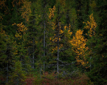 Trees in forest during autumn