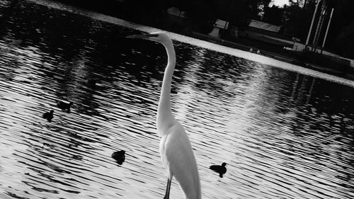 Birds in water