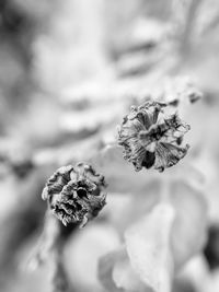 Close-up of flowers