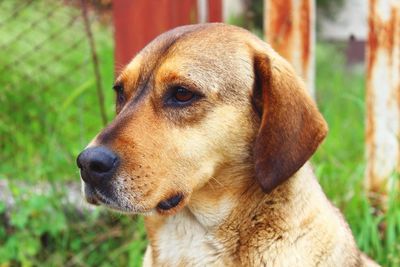 Close-up of dog looking away
