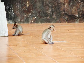 Cats sitting on tiled floor