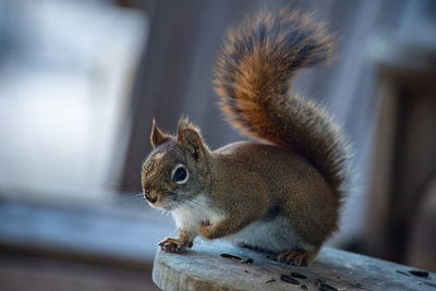 Close-up of squirrel