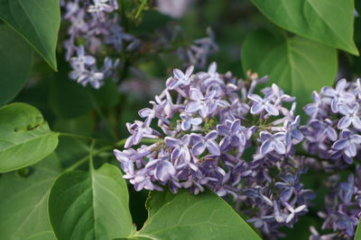 Close-up of purple flowering plants