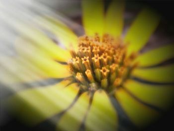 Close-up of yellow flower