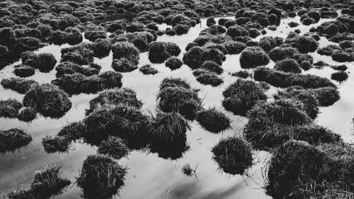 High angle view of trees growing on field