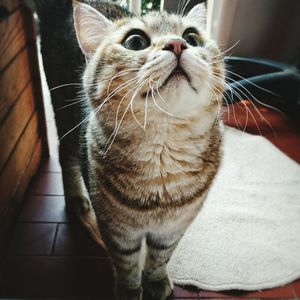 Close-up of cat
