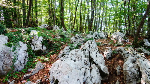 Stream passing through forest